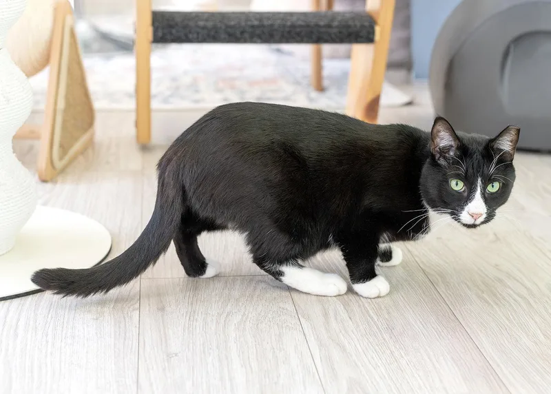 Friskies thumbnail 2