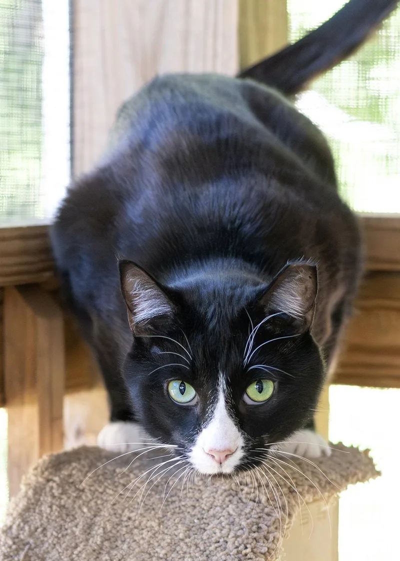 Friskies thumbnail 3