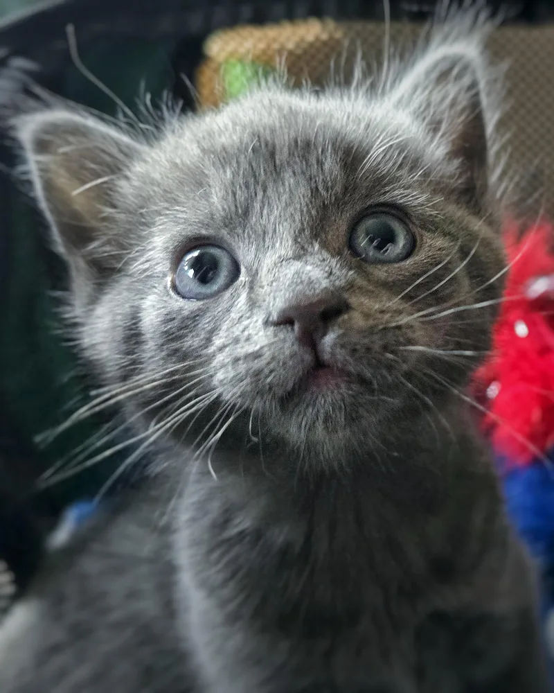 A baby small-sized male Domestic Short Hair cat named Nimbus for adoption in BREINIGSVILLE, PA