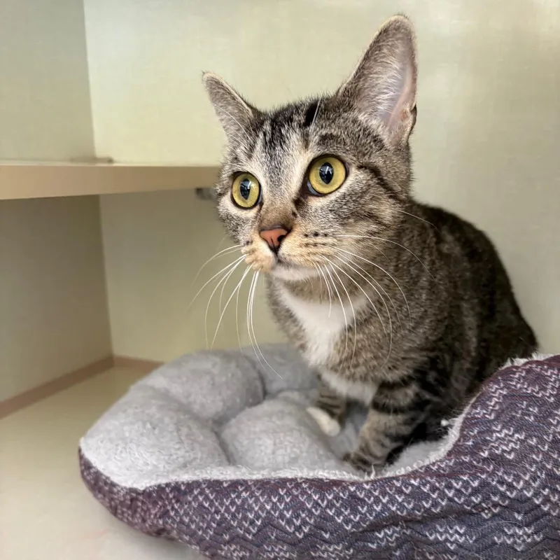 A young medium-sized female Brown / Chocolate Domestic Short Hair cat named Dolli for adoption in St. Paul, MN