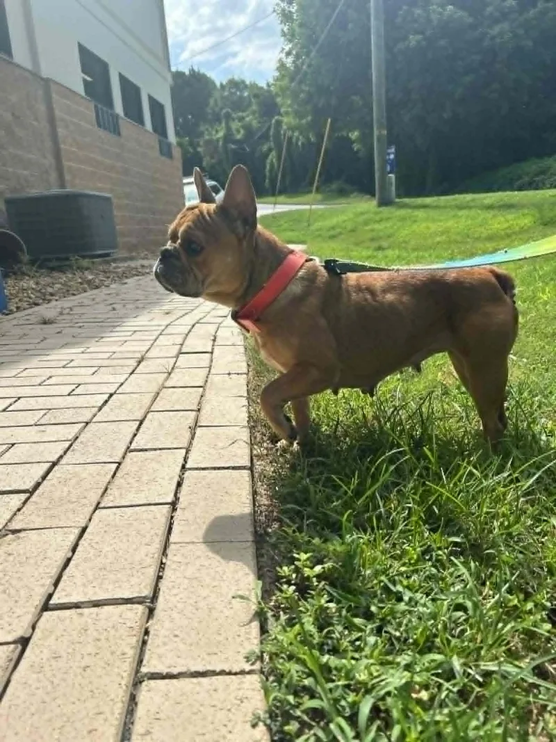 An adult medium-sized female French Bulldog dog named Stella for adoption in Bradenton, FL