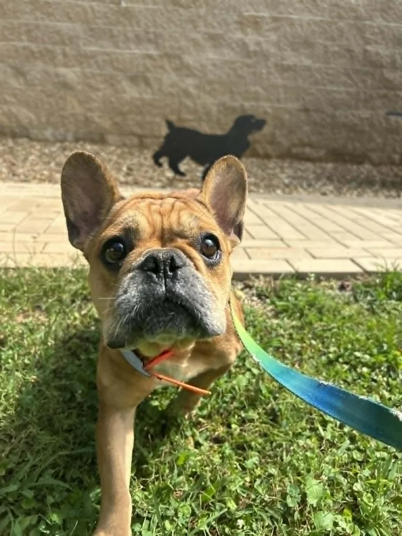 Stella thumbnail 6