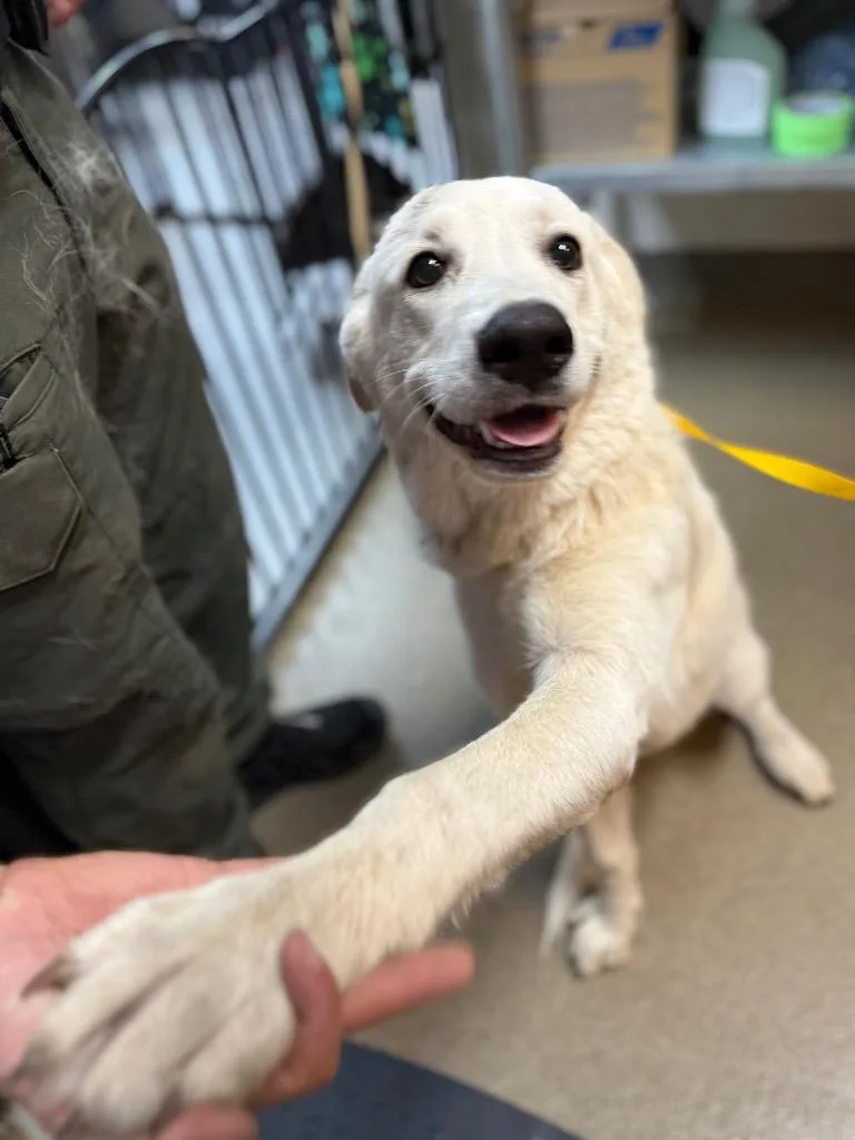 A young medium-sized male Mixed Breed dog named Abe for adoption in Rome, GA
