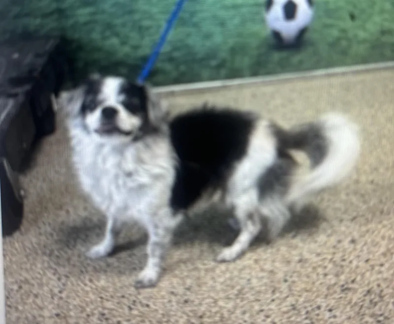 A senior small-sized male Japanese Chin dog named Calvin for adoption in Cape Coral, FL