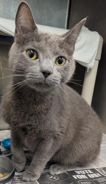An adult medium-sized male Gray / Blue / Silver Domestic Short Hair cat named Seal for adoption in Evansville, IN