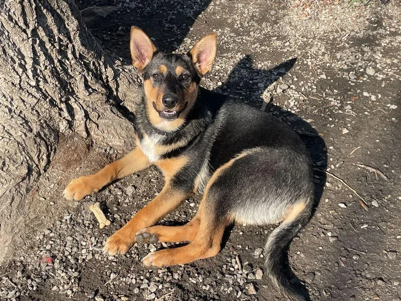 A baby small-sized female Brown / Chocolate Mixed Breed dog named Jolly for adoption in Elmsford, NY