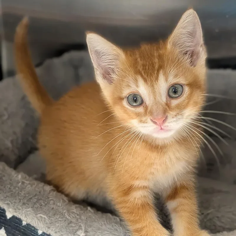 A baby small-sized male Orange / Red Domestic Short Hair cat named Hemi for adoption in Prairie du Chien, WI
