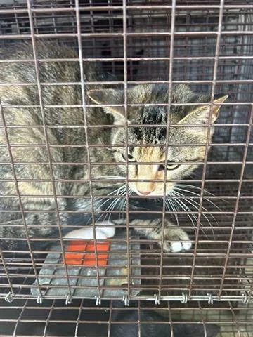 A young medium-sized female Domestic Short Hair cat named Greta for adoption in Houston, TX