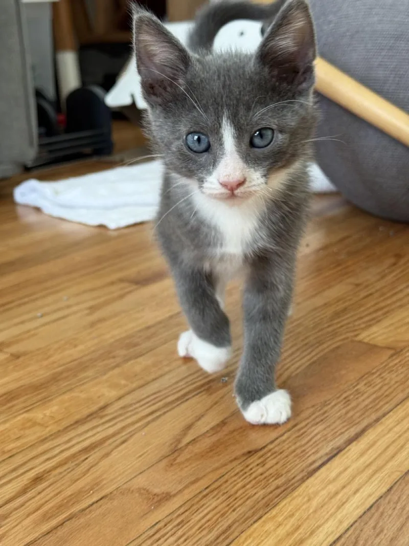 A baby small-sized male Domestic Short Hair cat named Little Grey for adoption in South Pasadena, CA