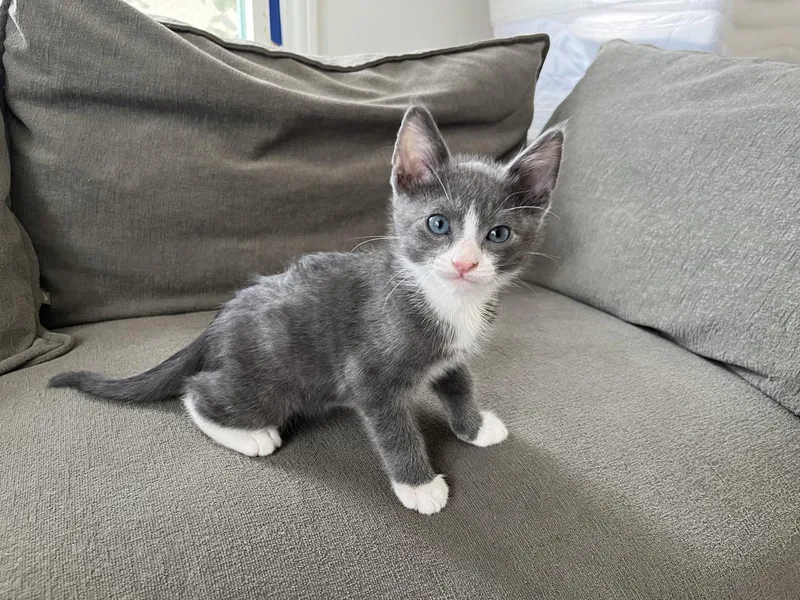 Little Grey thumbnail 2