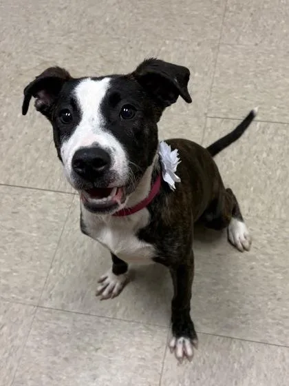 A baby medium-sized female Brindle Mixed Breed dog named Bramble for adoption in Hamilton, OH