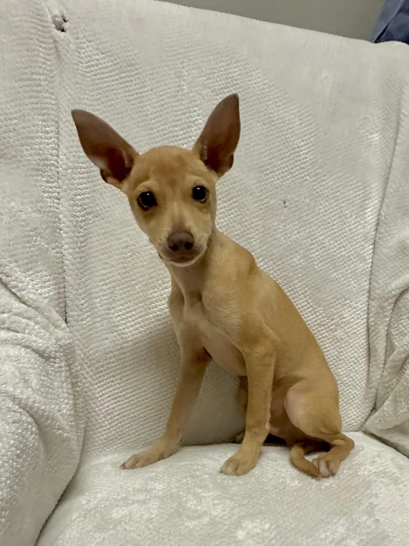 A baby small-sized male Chihuahua dog named Dobby for adoption in Walker, LA