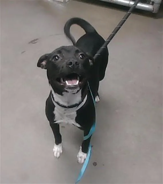 A young large-sized female Pit Bull Terrier dog named Ebony for adoption in Phoenix, AZ