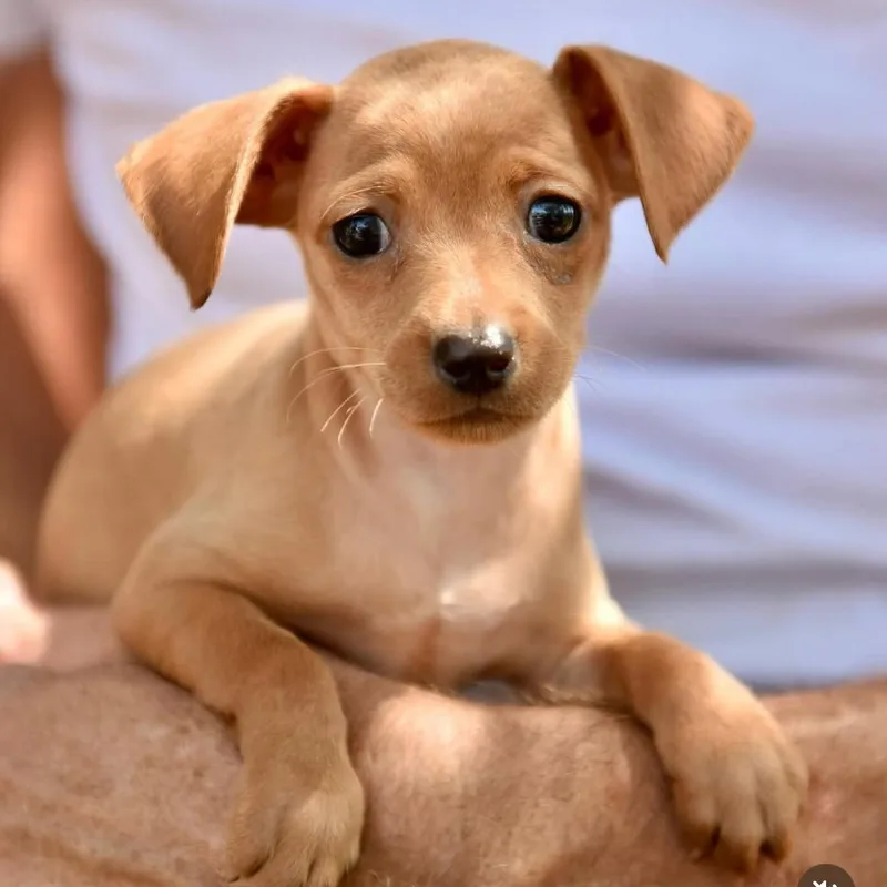 A baby small-sized female Chihuahua dog named Ribbon for adoption in Los Angeles, CA