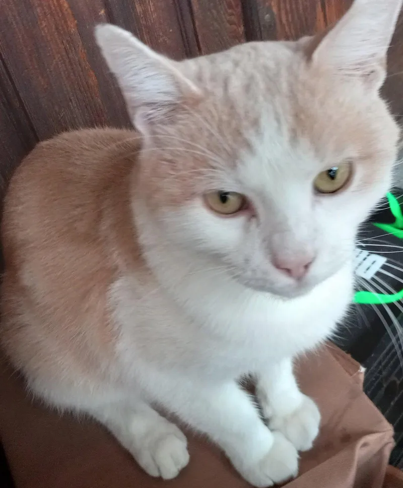 A young medium-sized male Domestic Short Hair cat named Valentino The Blues for adoption in Trexlertown, PA