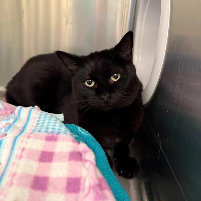 An adult small-sized male Black Domestic Short Hair cat named Glen for adoption in Kanab, UT