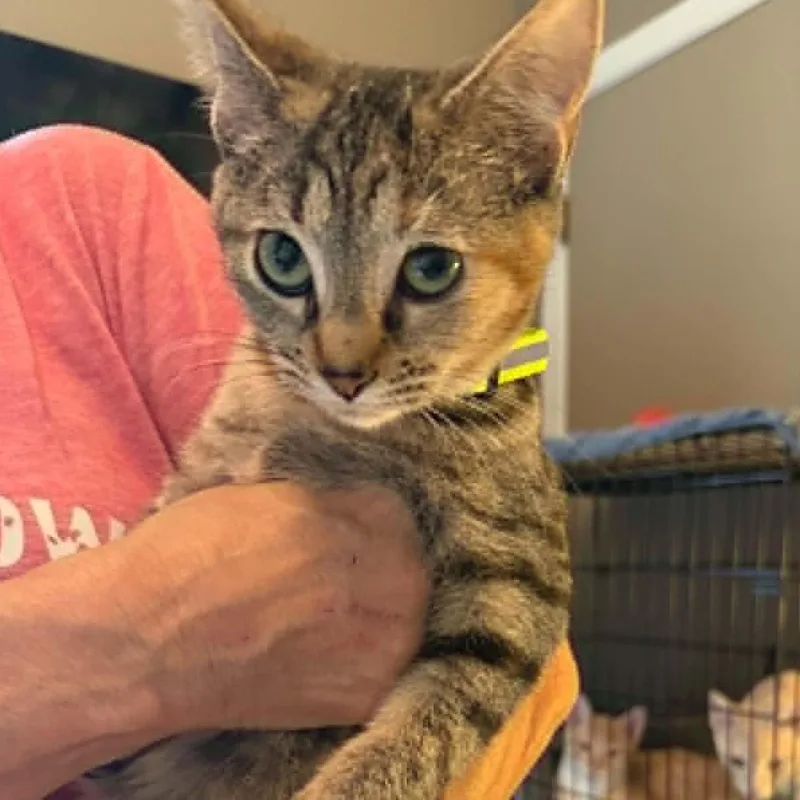 A baby medium-sized male Tabby (Brown / Chocolate) Domestic Short Hair cat named Benjamin Buttons for adoption in Oklahoma City, OK