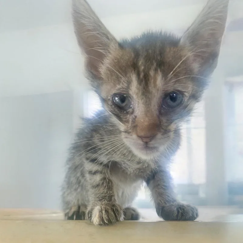 A baby small-sized female Brown / Chocolate Domestic Short Hair cat named Sally for adoption in Chapel Hill, NC