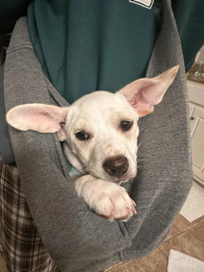 A baby small-sized male Basset Hound dog named Sleepy for adoption in Winder, GA