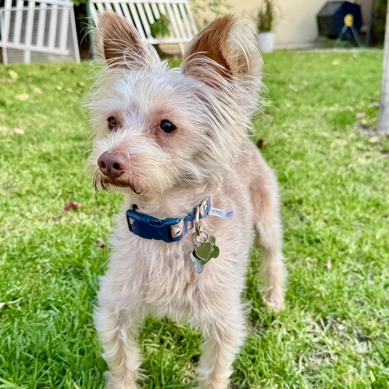 An adult small-sized male White / Cream Yorkshire Terrier dog named Cappucino for adoption in Westlake Village, CA