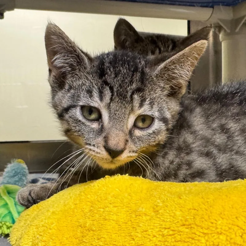 A baby small-sized male Brown / Chocolate Domestic Short Hair cat named Dramamine for adoption in York, PA