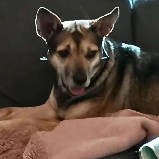 An adult medium-sized female Tricolor (Brown, Black, & White) German Shepherd Dog dog named Layla for adoption in Liverpool, TX