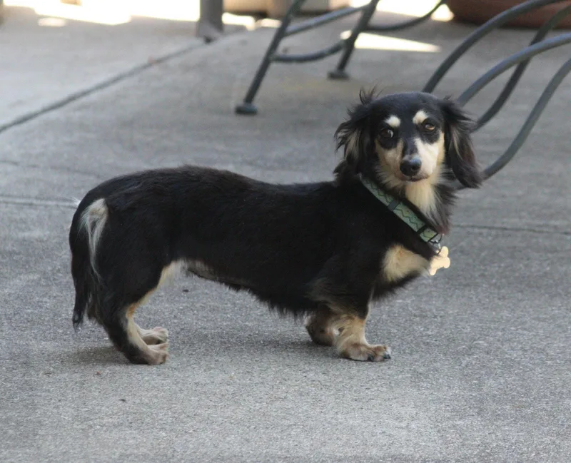 An adult small-sized female Dachshund dog named Nutmeg for adoption in West Columbia, SC