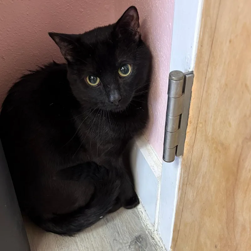 A young large-sized male Black Domestic Short Hair cat named Juju for adoption in Royse City, TX