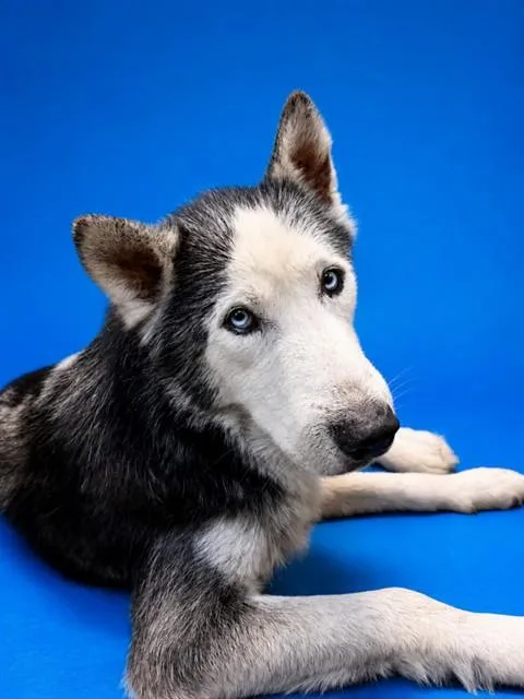 An adult large-sized male Mixed Breed dog named Arlo for adoption in Jacksonville, FL