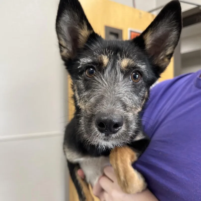 A young small-sized female Black Mixed Breed dog named Fox for adoption in Columbiana, AL