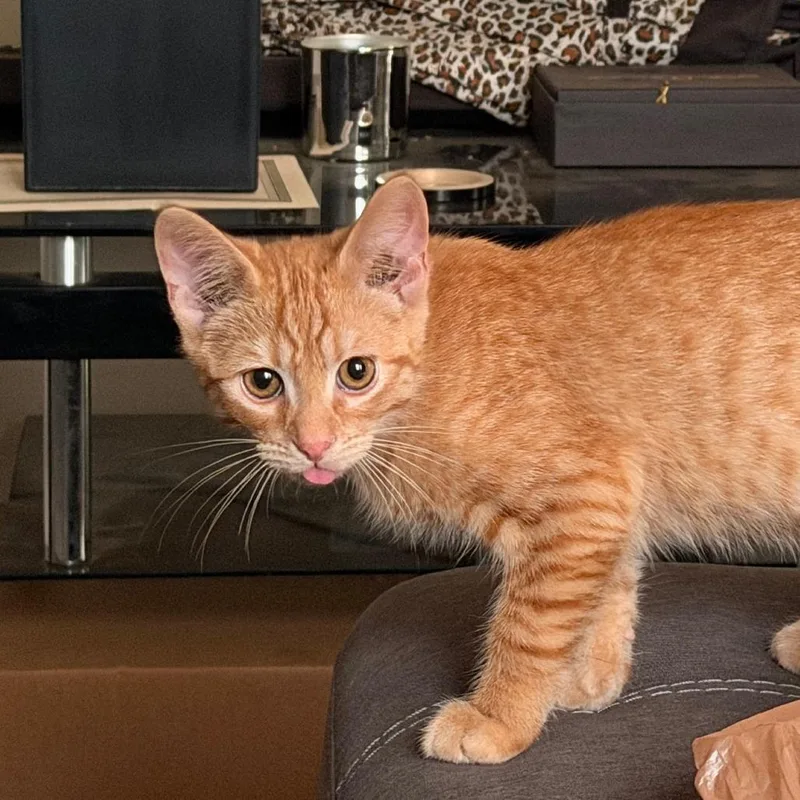 A baby small-sized male Orange / Red Domestic Short Hair cat named Pigs in a Blanket for adoption in Greensboro, NC