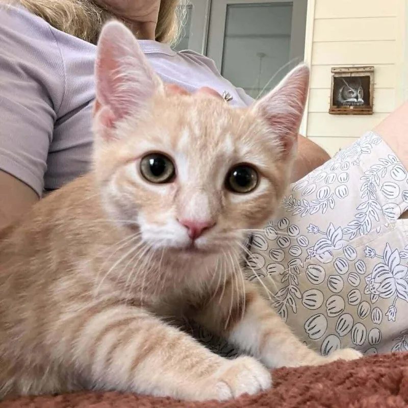 A baby medium-sized male Domestic Short Hair cat named Rom for adoption in Candler, NC