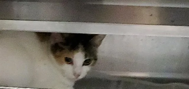 A young medium-sized female Domestic Short Hair cat named Priam for adoption in Aurora, IL