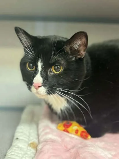 A young small-sized male Domestic Short Hair cat named Mushu for adoption in Bowling Green, KY