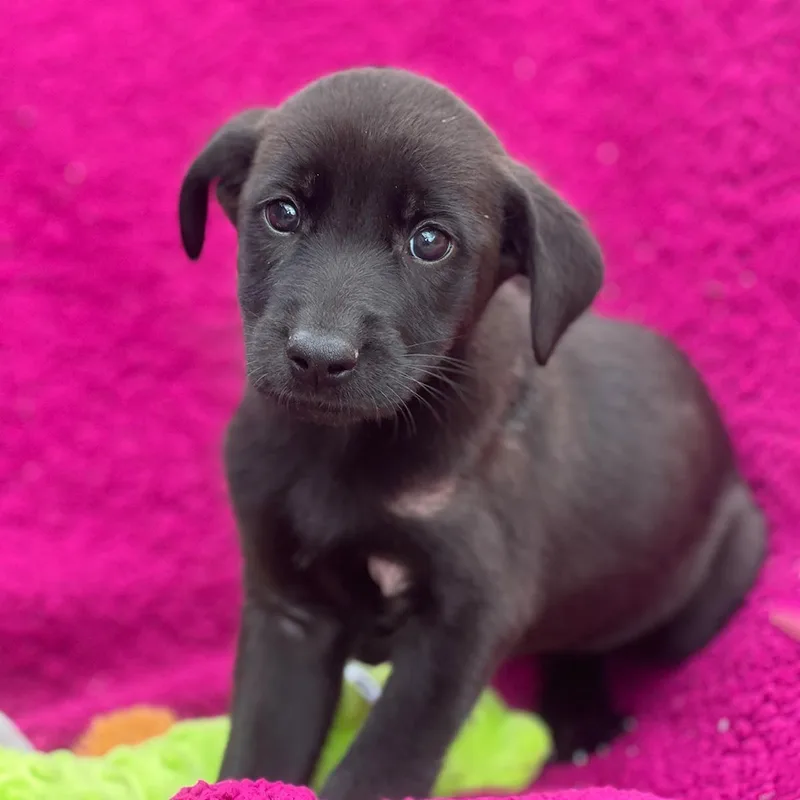 A baby large-sized female Labrador Retriever dog named Windy Pup  Swirly for adoption in San Diego, CA