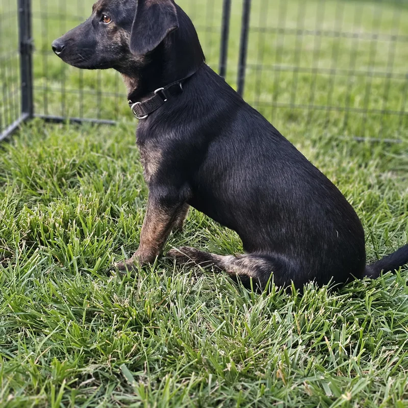 Coco