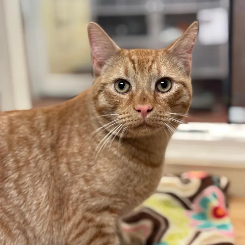 A young large-sized male Orange / Red American Shorthair cat named Mango for adoption in Santa Barbara, CA