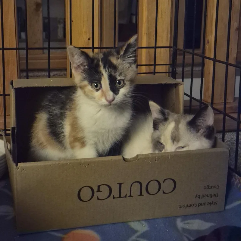A baby small-sized female Calico Domestic Short Hair cat named Natty Light for adoption in PITTSBURGH, PA