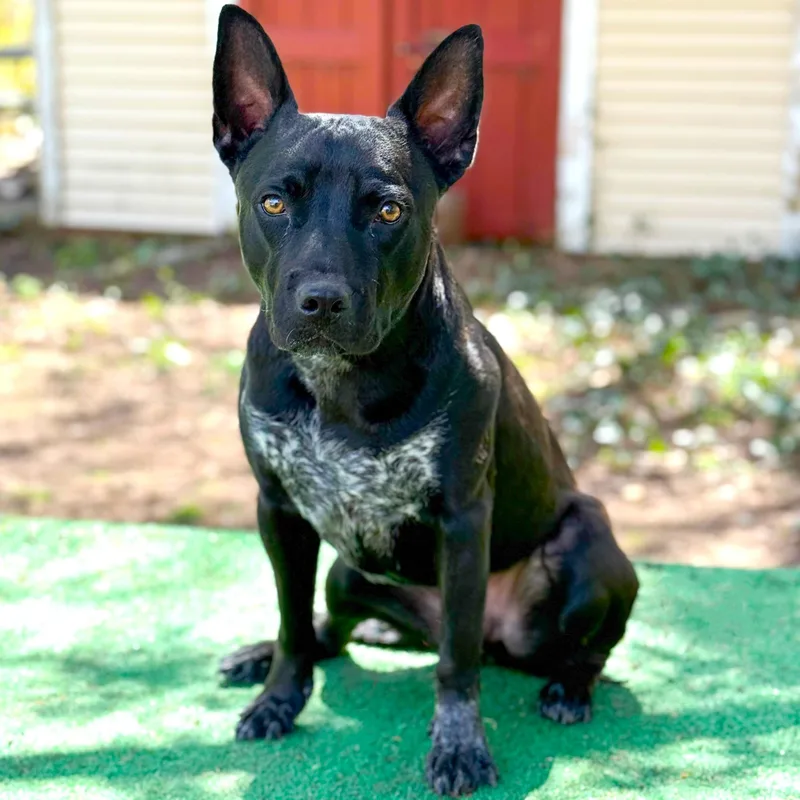 A young medium-sized male Black Pit Bull Terrier dog named Jax for adoption in Southport, CT