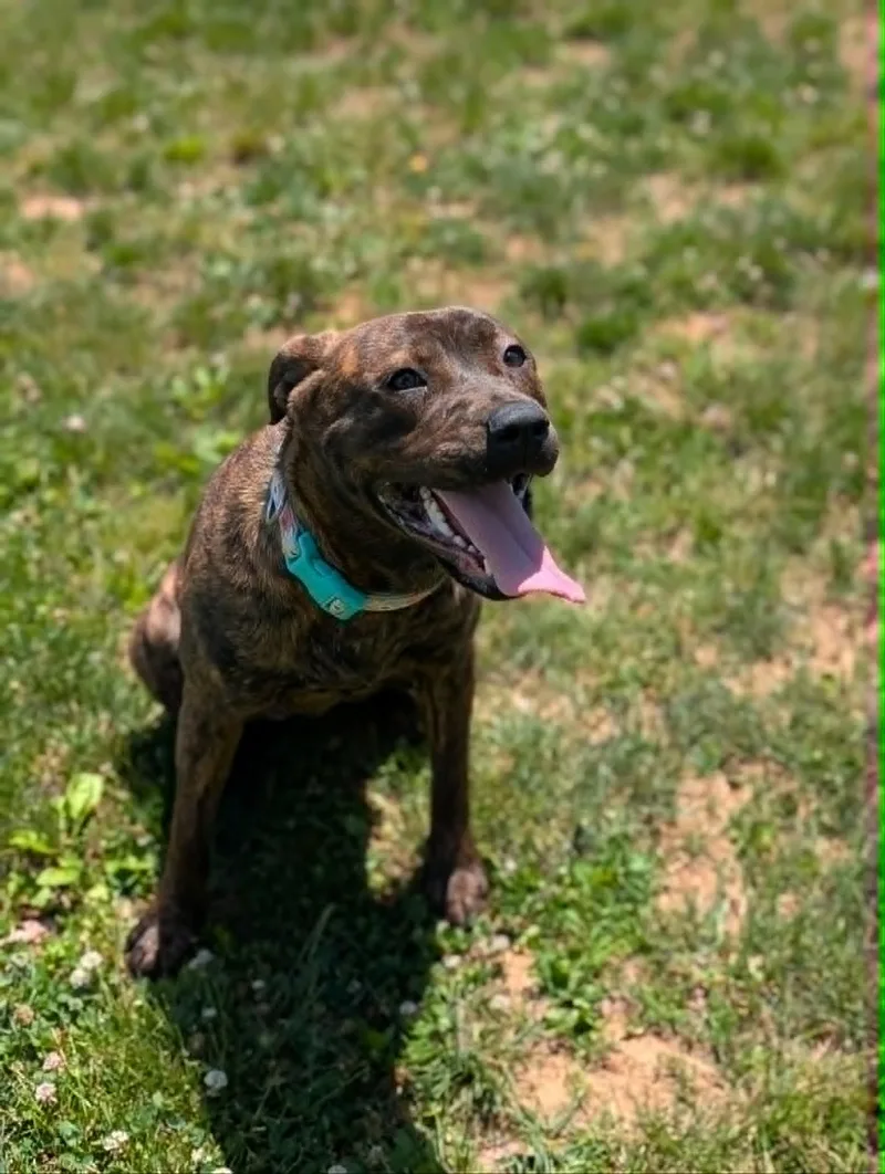 A young medium-sized female Brindle Terrier dog named Strawberry Lemonade for adoption in Chambersburg, PA