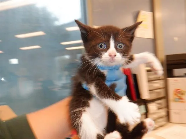 A baby small-sized female Domestic Short Hair cat named Sara for adoption in San Jose, CA