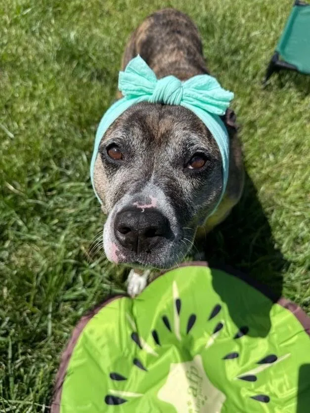 An adult medium-sized female Brown / Chocolate Mixed Breed dog named Kiwi for adoption in Cincinnati, OH