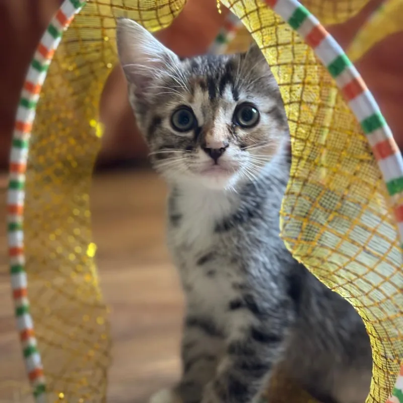 A baby small-sized female Brown / Chocolate Domestic Short Hair cat named Rosie Faye for adoption in Tustin, CA