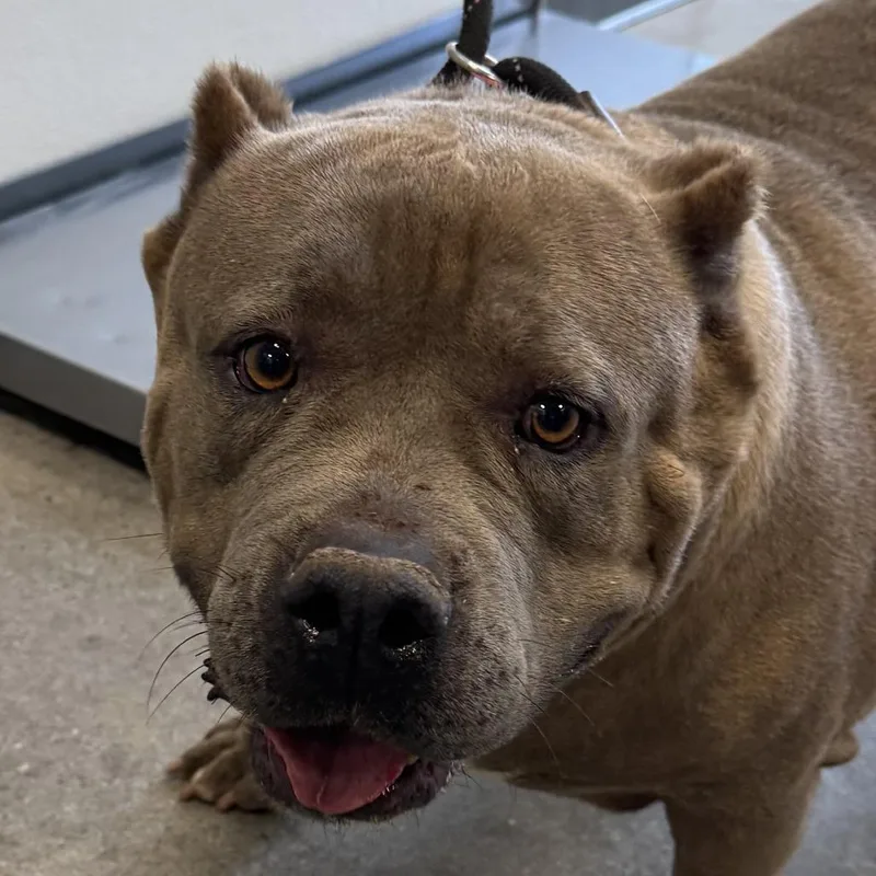 An adult large-sized female Brown / Chocolate Mixed Breed dog named Hilda for adoption in Las Cruces, NM
