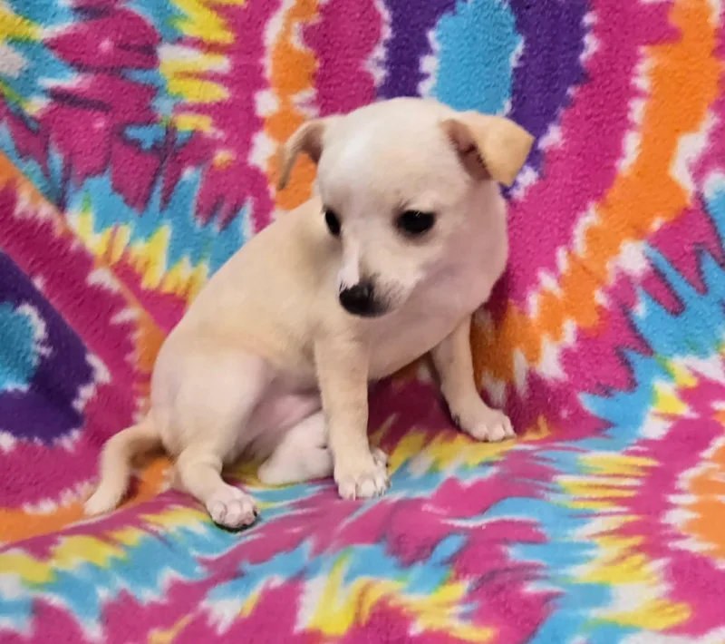 A baby small-sized female White / Cream Chihuahua dog named Coconut "pie" for adoption in Anderson, SC