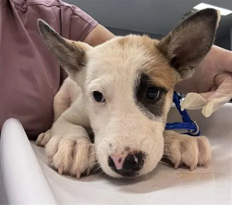 A baby small-sized female Labrador Retriever dog named Daisie for adoption in Riverside, CA