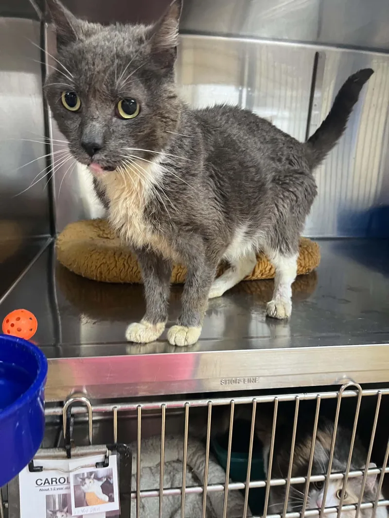 An adult medium-sized male Gray & White Domestic Short Hair cat named Jeff for adoption in Austin, MN