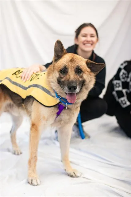 An adult large-sized male Mixed Breed dog named Chico for adoption in Dallas, TX