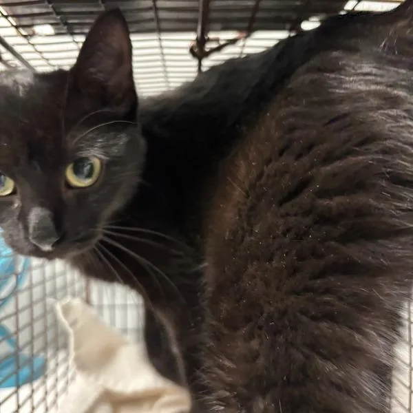 A young small-sized female Domestic Short Hair cat named Void for adoption in Des Moines, IA