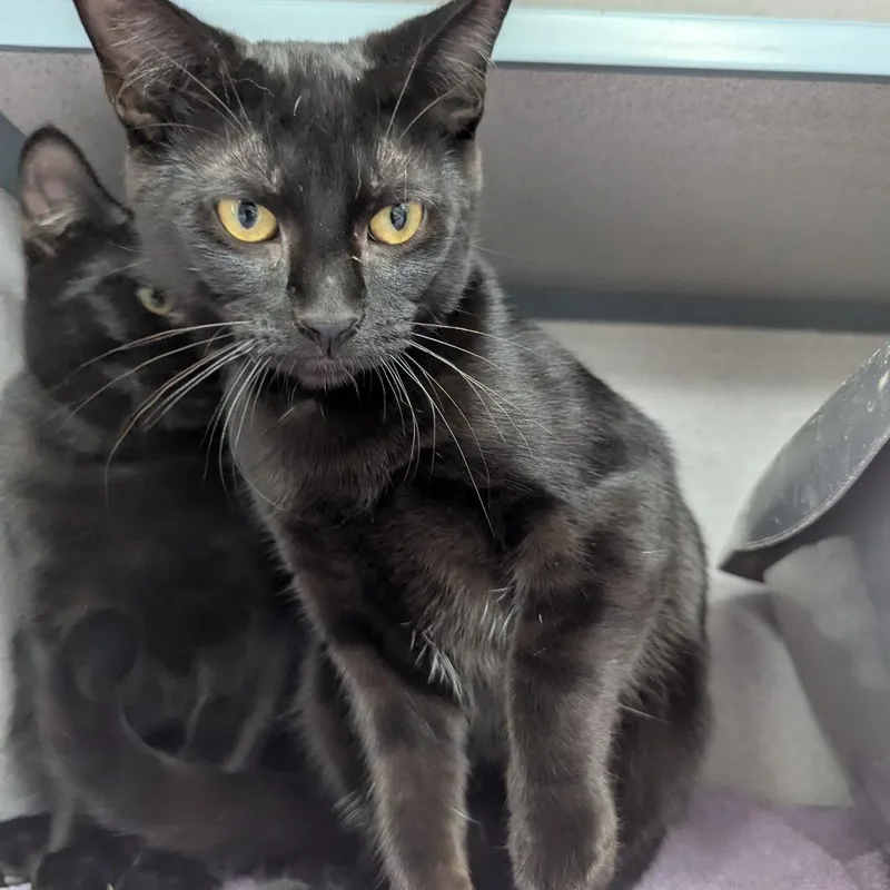 A baby medium-sized female Domestic Short Hair cat named Colleen for adoption in Evansville, IN